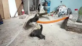 Birds Fighting - Our Birds Trying to Challenge Fight Each Other