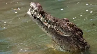 &lsquo;No excuse&rsquo; for tourists to be ignoring crocodile warnings