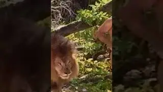 RIDING LION ON DESERTED ISLAND