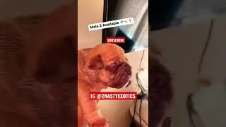 Ja Morant Buy $10k Exotics Micro Bully Frm 2NASTY EXOTICS 🙀💰❗️ #shorts #alldogs