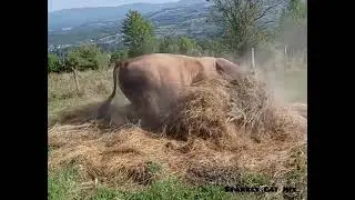 У него чешутся рога.