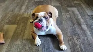 Victorian Bulldog