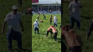Suluova Yağlı Pehlivan G&uuml;reşleri 41