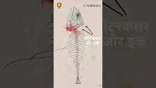 Mixed Media (Hindi) | Mixed Media