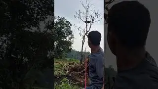 Mosang thrown with a catapult at a dry tree #shortsviral