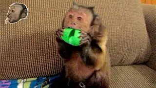 Capuchin Monkey Freaks Over Silly Putty