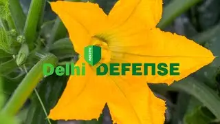 Zucchino Perseverance RZ: resistente al virus New Delhi