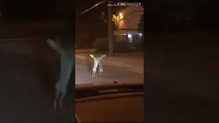 Liebres peleando con m&uacute;sica de Linkinn Park^