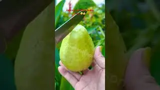 I Love Guava Fruit #yumny #sweet #guavafruit #asmr #shortvideo