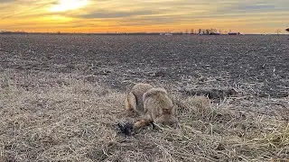2025-2026 Trapping Season Ep. 15