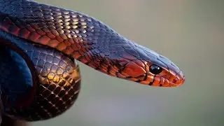 EASTERN INDIGO SNAKE  #Drymarchon corais couperi