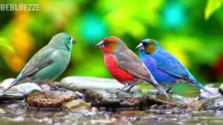 🌿 Gentle piano and meadow birdsong bringing harmony, calm, and deep relaxation 🌿