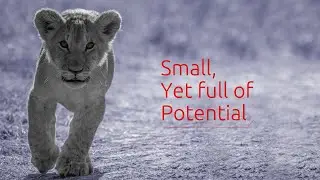 Small Cap Fund | August 2021