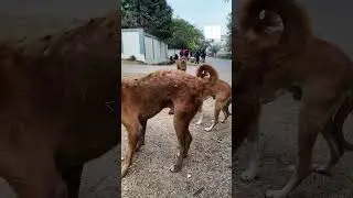 Cute Street Dogs Feeding in India 🐕❤️ | Sunil Gupta #SHORTS #INDIA #youtubeshorts #youtube