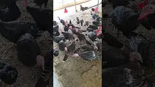 Turki hen farming in india #desimurgifarming