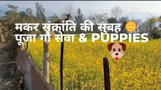 मकर संक्रांति की सुबह 🌞 | पूजा, गौ सेवा, Lohri Invitation & Cute Puppies 🐶 | Family Vlog
