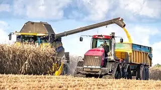 CORN HARVEST 2020 in France | CR 9080 & Quadtrac with trailer