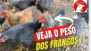 frango caipirão  carijó com 45 dias, veja o peso.