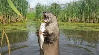 Otter Enjoying Fresh Fish | Real Life Nature Documentary
