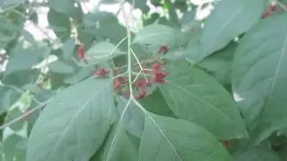 Идентификатор дерева: Восточный Ваху