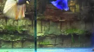 BETTA MEDIA LUNA