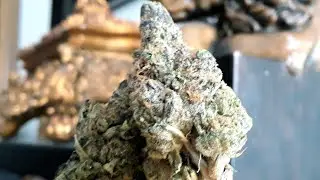 Animal Cookies is the child of the legendary hybrid marijuana strains&nbsp;Girl Scout Cookies&nbsp;and&nbsp;Fire OG