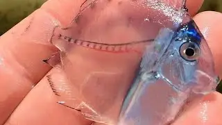 10 Animales Transparentes Que Probablemente No Conoc&iacute;as