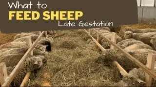 Need for Feed During Sheep's Late Gestation Period Has Unique Requirements