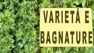 INSALATA NELL'ORTO - variet&agrave; e bagnature