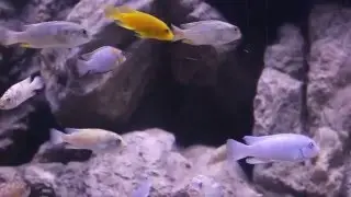 Video Rockzolidbecken