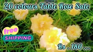 20 colours Table Rose For Sale by @RVGarden-msv .