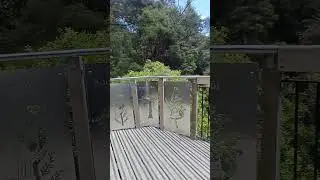 Tui Bird Flying Over Footbridge. Prosthemadera novaeseelandiae, With Curled White Tuft Under Throat.