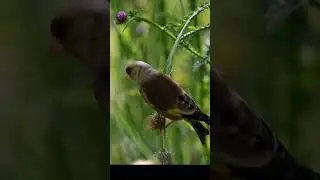 amazing bird on the earth   unbilievable bird behavior #Shorts 48