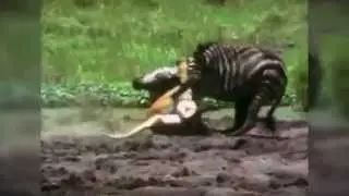 Wild Animals Zebra Running in the Savanna Safari