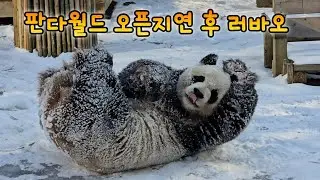 판다월드 오픈지연 후 만난 러바오 버라이어티 파티 물놀이 눈놀이 서리놀이💙26.02.03