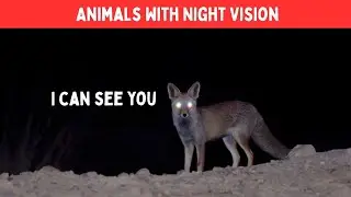 10 Animals With Night Vision