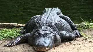 Another Alligator Seen In Long Island River
