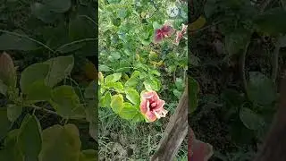 জবাগাছেরপরিচর্যা #জবা #জবাগাছ #puspashreenurserykolaghat 