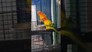 Raj Birds Farm| #sunconure Breeding Pair Sale with DNA #sunconureindonesia #shorts#conure