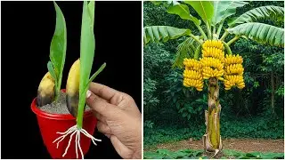 Watch how to grow banana plant from fruit | Step-by-step technique explained