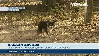 Лисиці нападають на людей на Полтавщині