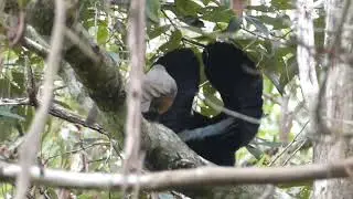 Victoria Rifle Bird Teaches Mating Dance to Offspring || ViralHog
