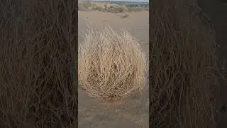 #alteredcontent #viralvideo #nature