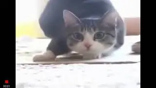Кот вэгу вэгу танцуит
