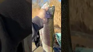 CATCHING MONSTER TROUT ON MINI JIGS | LAKE PALMDALE CA | WINTER FEB 2025 #socaltroutfishing 🔥🎣🤙🏼