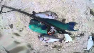 Spearfishing Cook Islands 2015