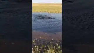 Сазан играет в половодье