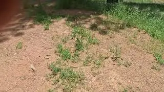 Bear chased off the farm! Divide,  Colorado- June 18, 2025