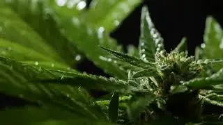 Bunnys CDB Video 2