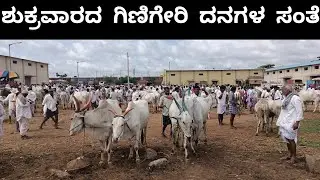 ಗಿಣಿಗೇರಿ ದನಗಳ ಸಂತೆ | GINIGERI COW MARKET | CATTLE MARKET |
